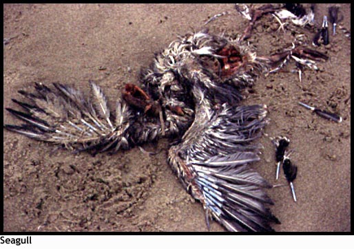 Dead Seagull on Oregon Beach