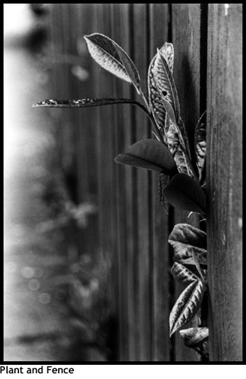 Plant and Fence