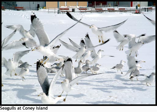 Seagulls at Coney Island