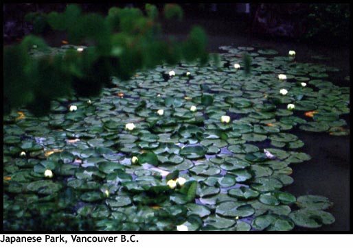 Japanese Garden, Chinatown, Vancouver B.C.