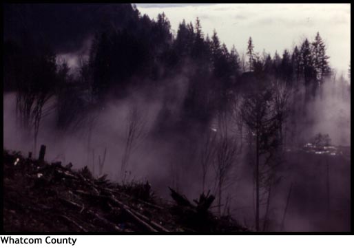 Forest, Western Washington