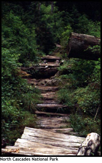 Wood Walkway, Western Washington